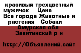 красивый трехцветный мужичок  › Цена ­ 10 000 - Все города Животные и растения » Собаки   . Амурская обл.,Завитинский р-н